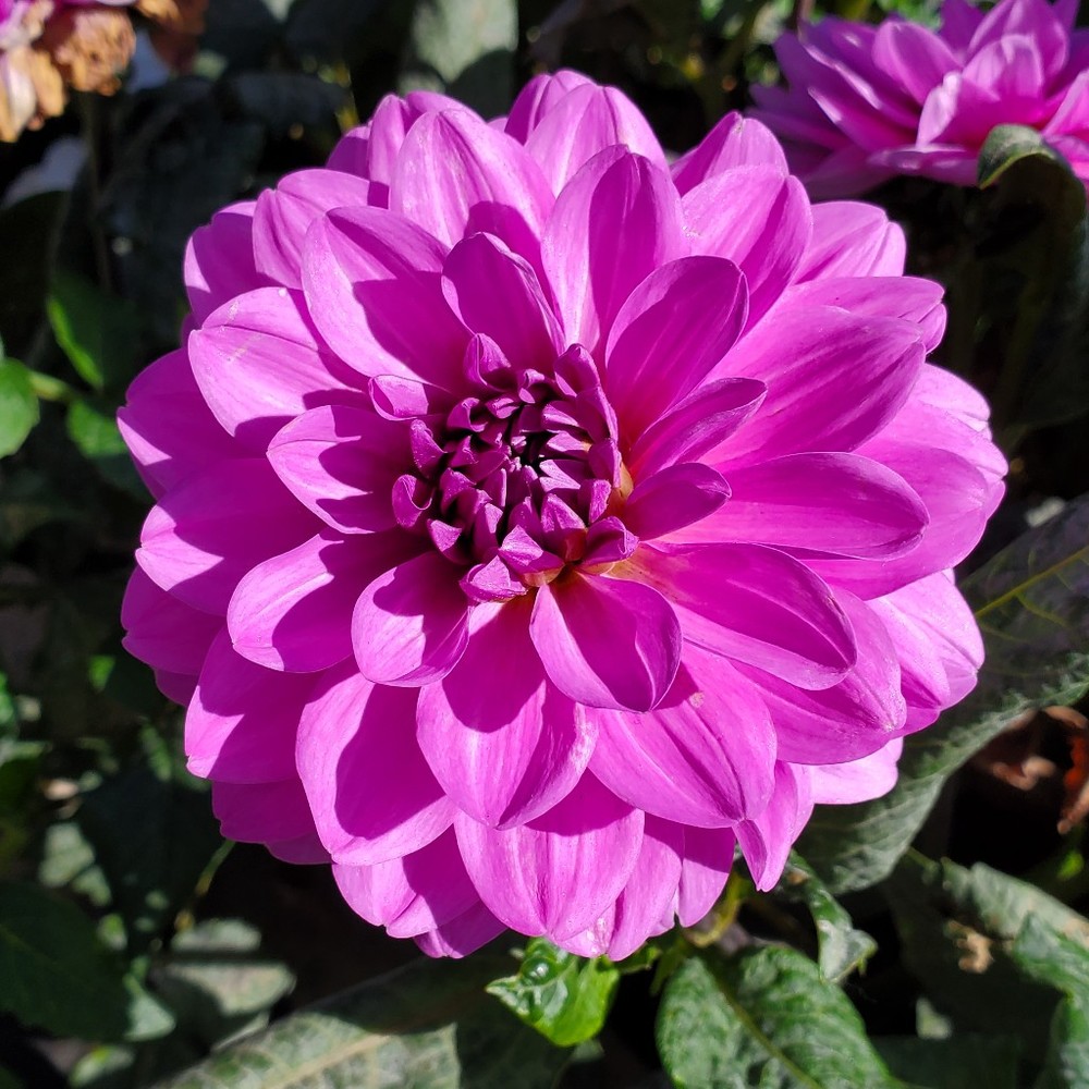 Meet your Posher, Awie